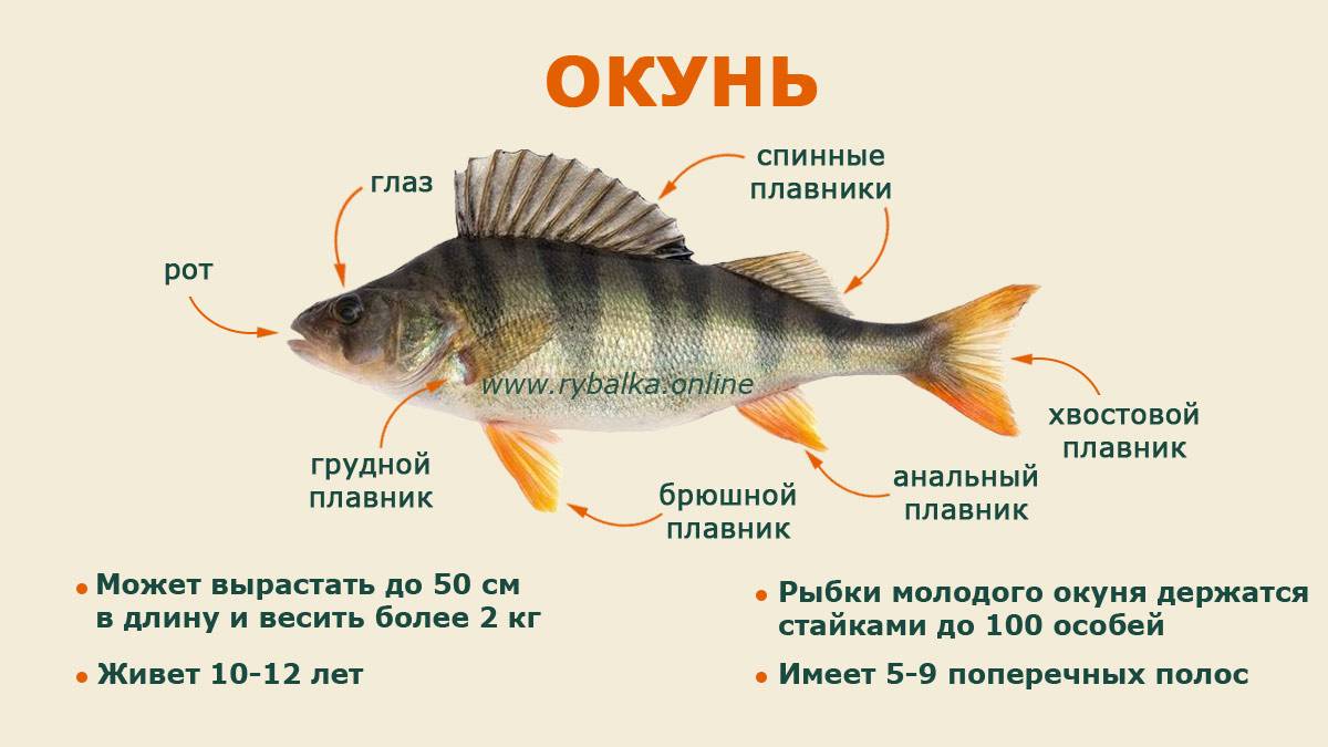 Рыба муксун - описание, разновидности, способы ловли