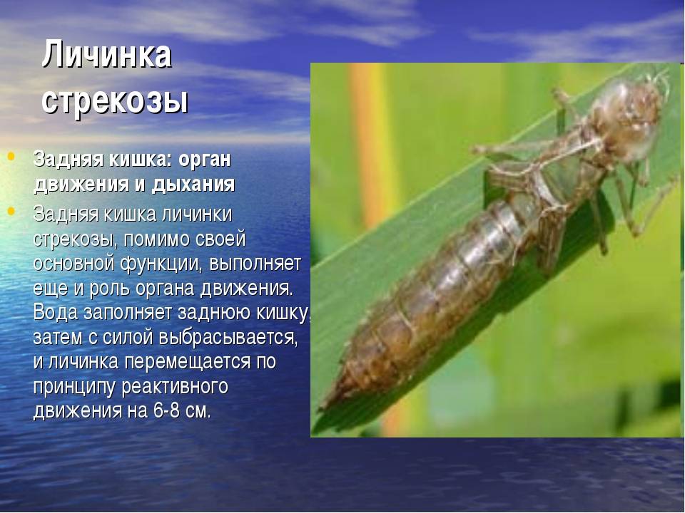 Личинки стрекоз (стр. 1 из 2)