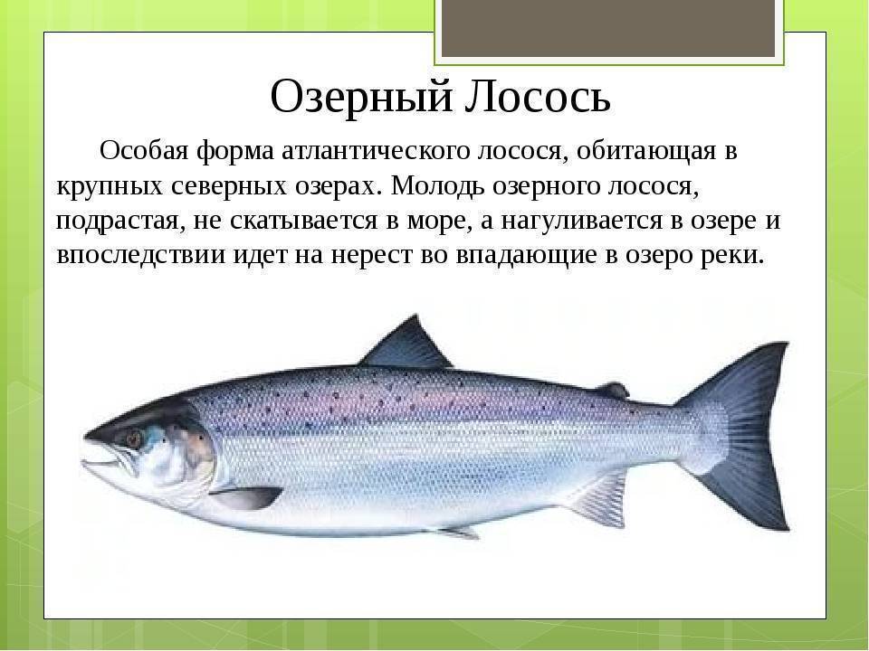 Рыба лосось: виды, как выглядят и где обитают представители лососевого семейства