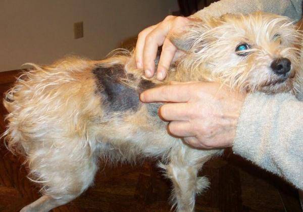 Внешние кожные паразиты у собак и их фото: симптомы чесотки, блох, клещей и экземы