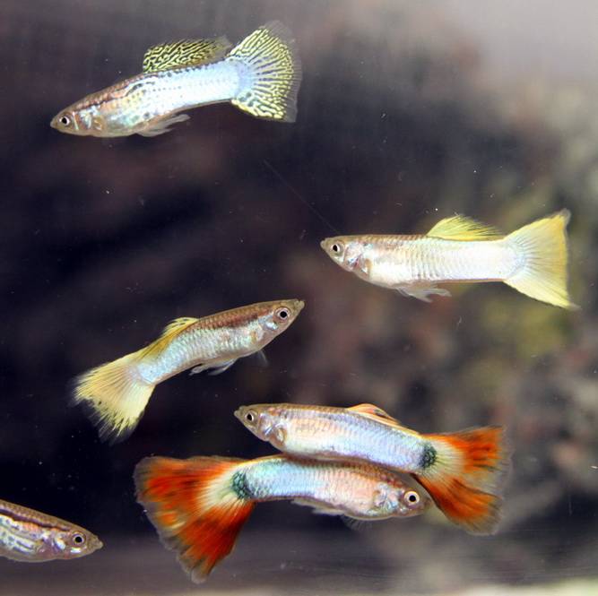 Почему умирают рыбки гуппи в аквариуме: причины, что делать