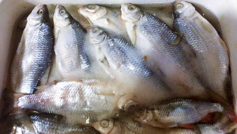 Как убрать соль из рыбы — что делать, если рыба пересолена. как вымочить соленую рыбу: рецепты, советы и правила вымачивания