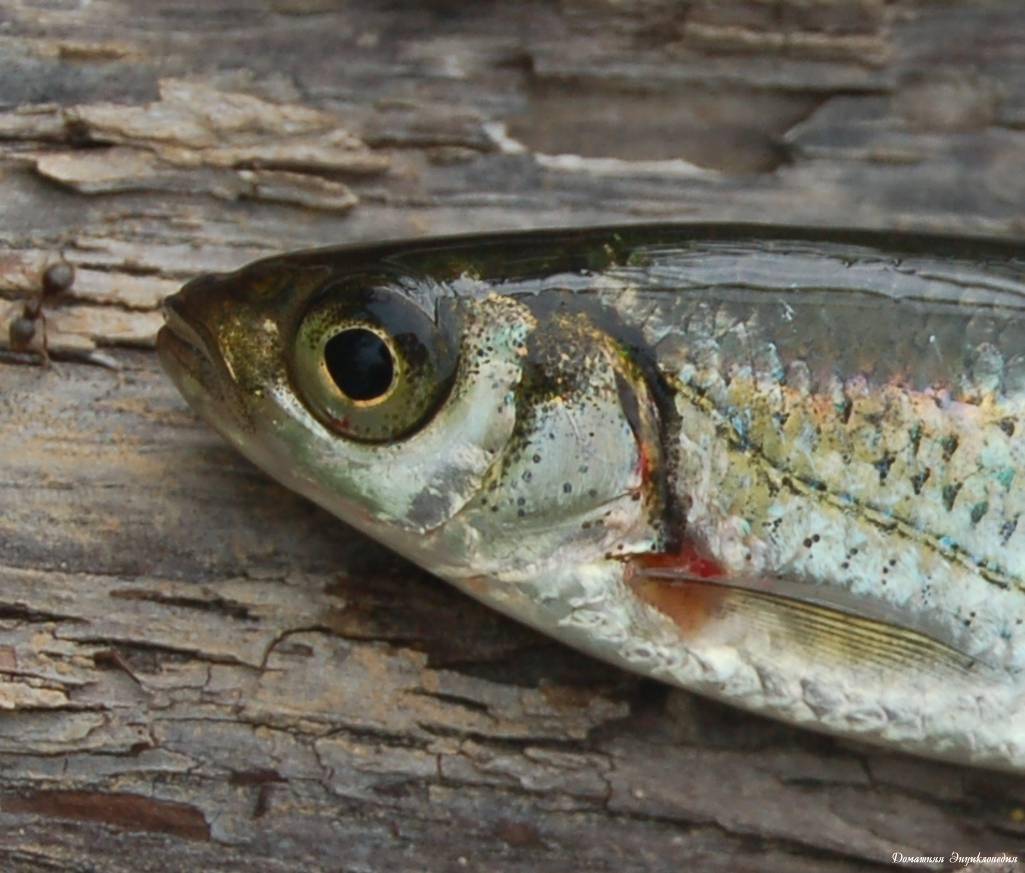 Рыба «Быстрянка» фото и описание