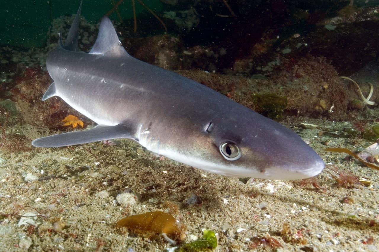 Акулы в черном море: есть ли, какие водятся в крыму, нападения
