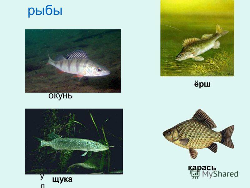 На крючок в этой реке попадается удивительная рыба окунь карась щука ерш схема