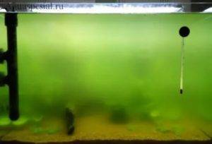 Почему зеленеет вода в аквариуме и как с этим бороться?
