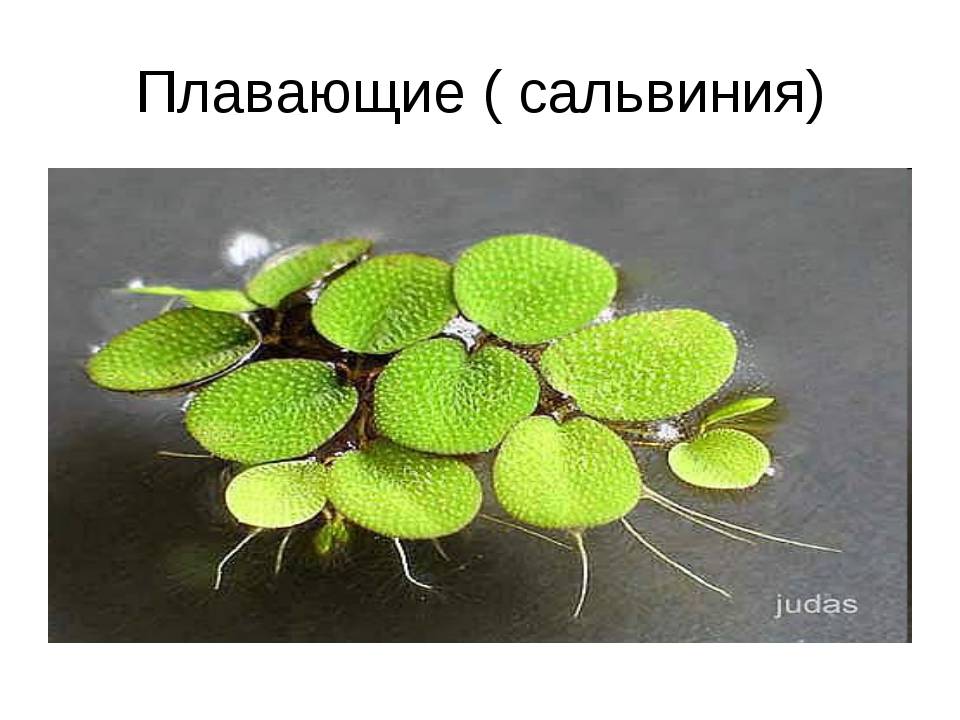 Сальвиния (плавающая, ушастая, клобучковая) — аквариумное растение: жизненный цикл, строение, содержание и размножение
