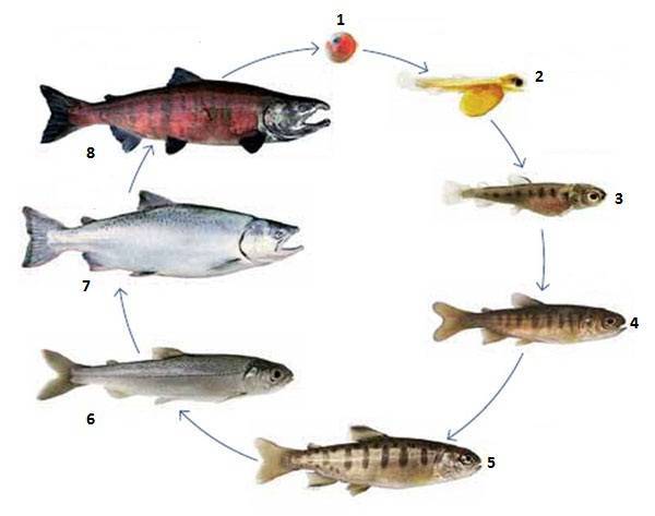 Влияние измененного гидрохимического режима водоема на жизнедеятельность рыб