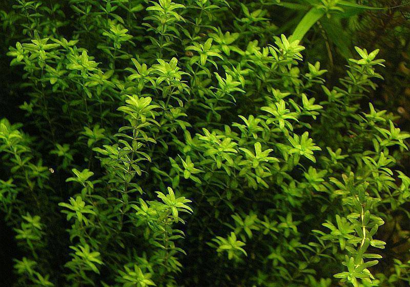 Хемиантус (15 фото): аквариумные растения хемиантус микрантемоидес и микрантемум монте карло, содержание в аквариуме и уход