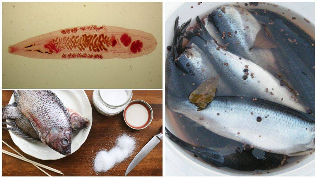 От какой рыбы можно заразиться описторхозом?