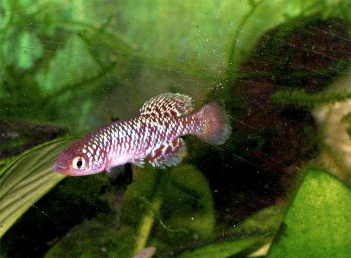 Рыбки нотобранхиус: описание и содержание в домашних условиях