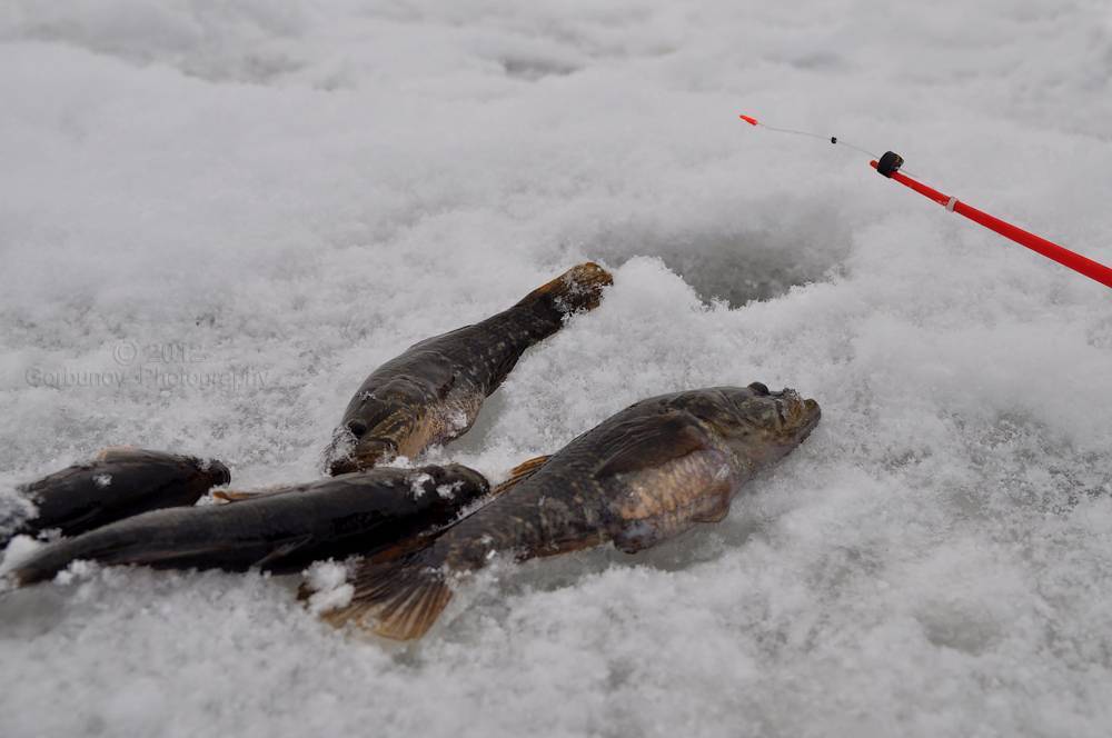 Ловля ротана разными способами и нюансы рыбалки по сезонам