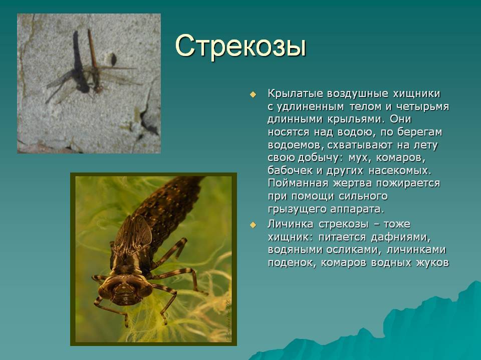 Описание, название и места обитания личинки стрекозы