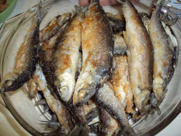 Рыба чир: что за рыба, как приготовить? 5 вкусных рецептов