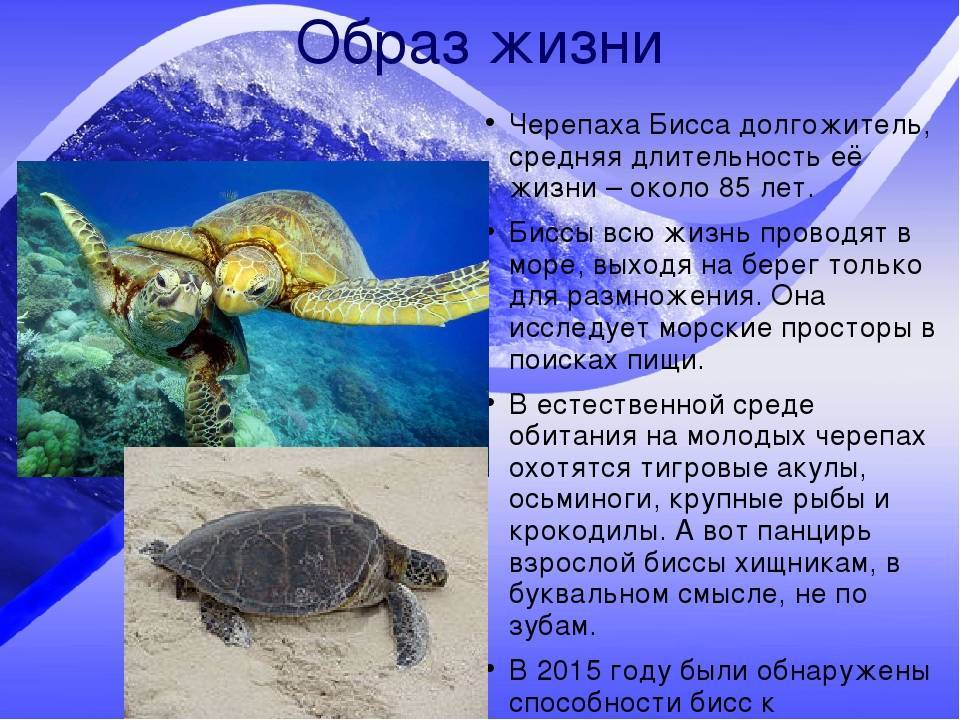Черепаха