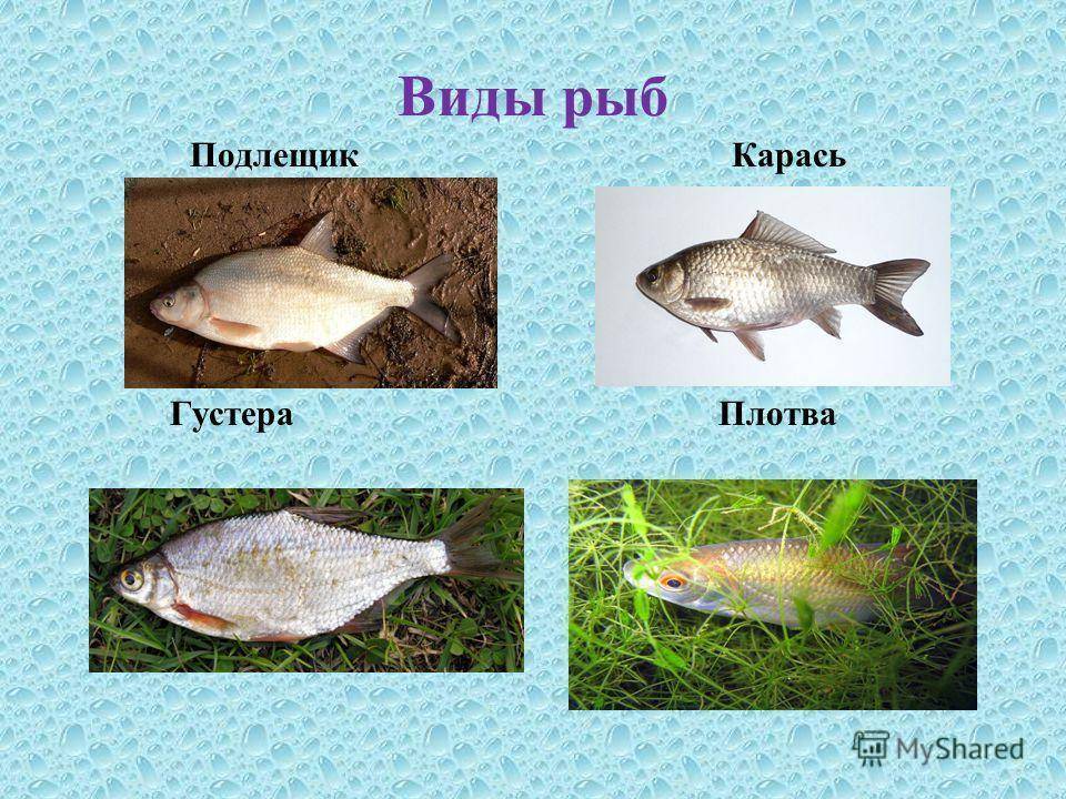 Подлещик - описание рыбы, образ жизни, нерест и отличие от леща
