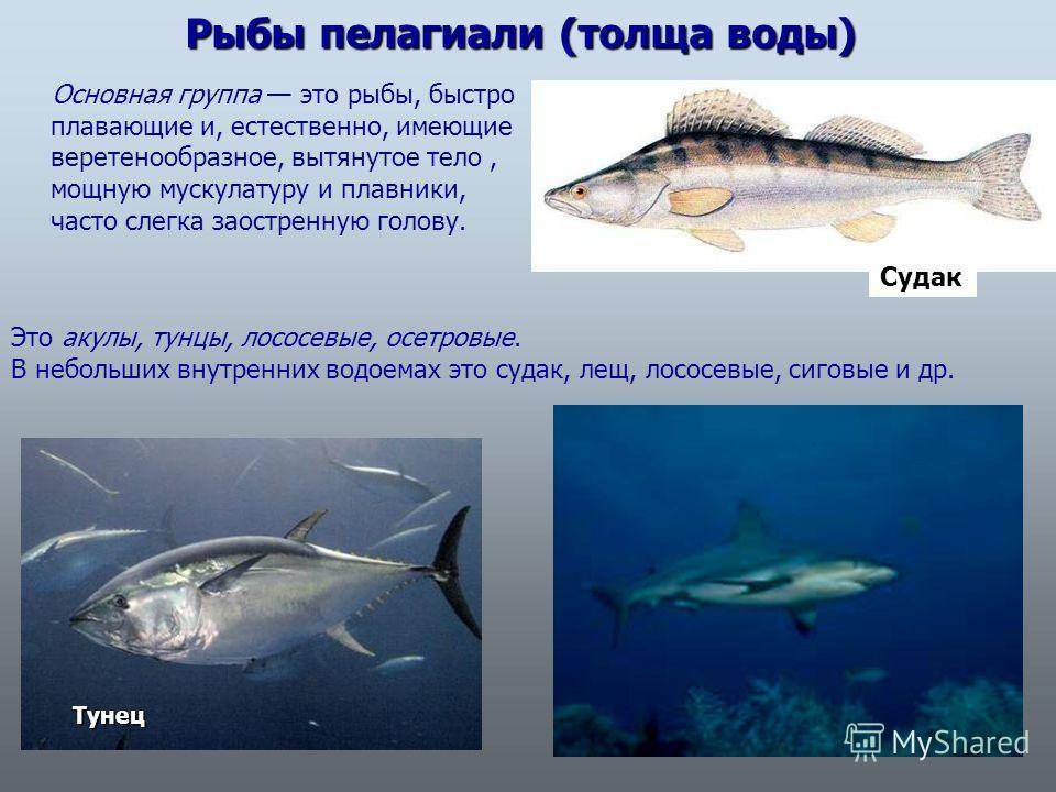 Саворин рыба. описание, особенности, образ жизни и среда обитания