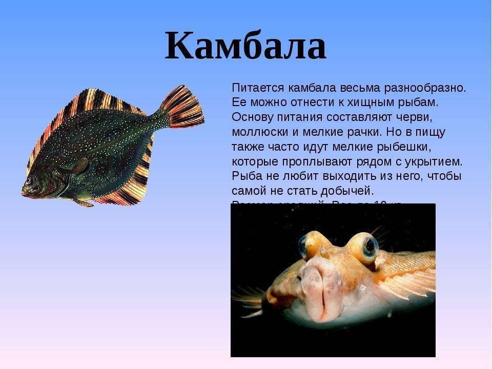 Особенности рыб 2 класс. Рассказ о рыбе. Интересные рыбы. Интересные рыбы с описанием. Рыбы обитающие в море.