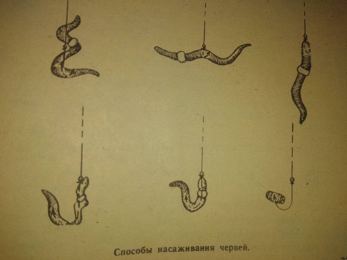 Объясните способ насаживания. Как насаживать червя на крючок на карася. Как насадить червя на крючок для карася. Как правильно насаживать червяка на крючок. Как правильно насадить червя на крючок на карася.