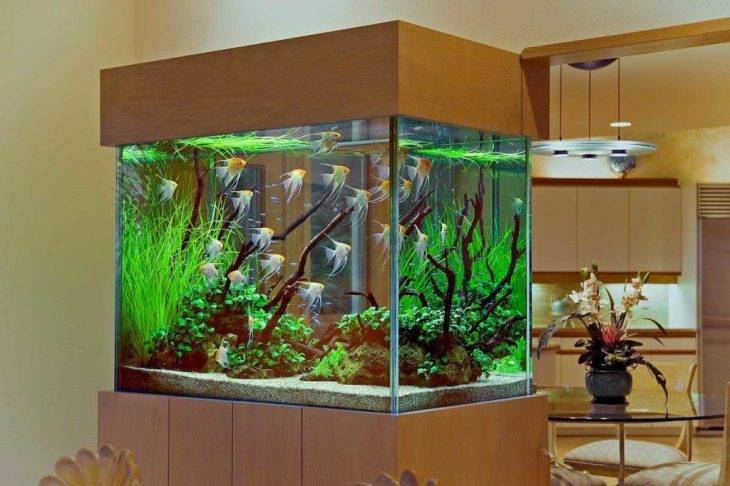 Топ-7 лучших аквариумов для дома: рейтинг, отзывы