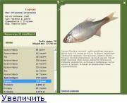 Пресноводная рыба горчак обыкновенный: описание вида