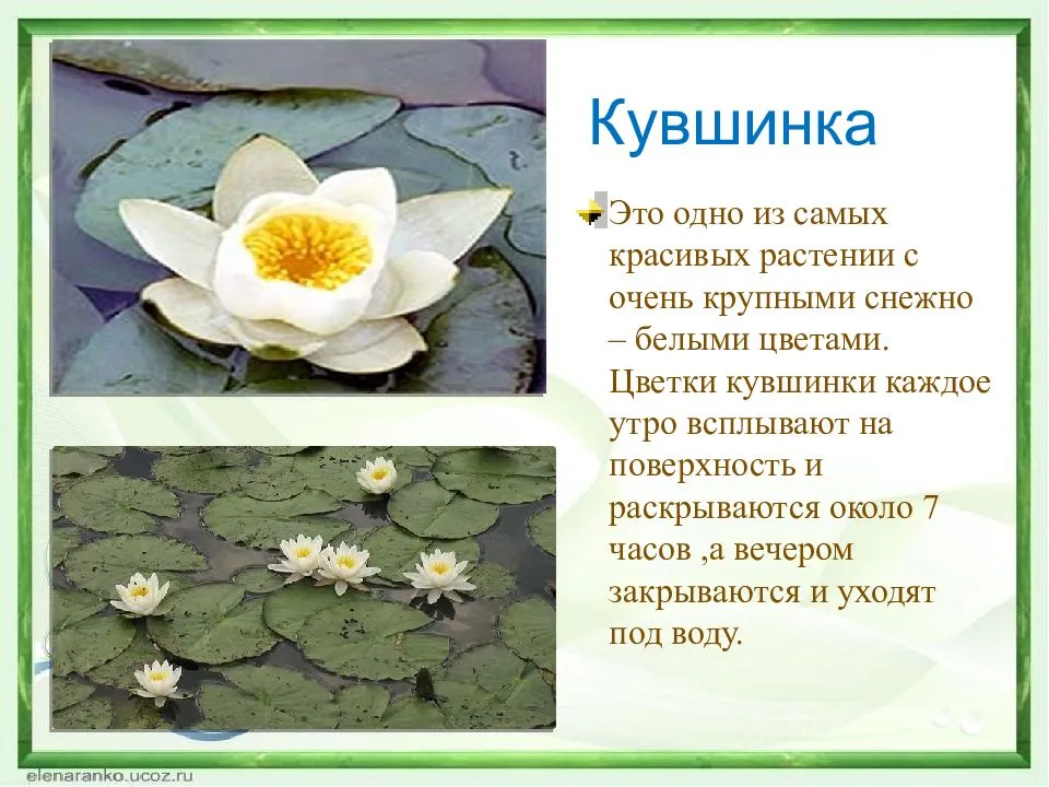 Белая кувшинка (водяная лилия): описание :: syl.ru