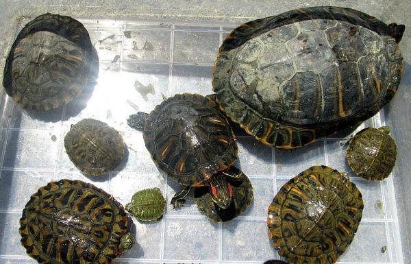 Красноухая черепаха: какой период времени обойдется без воды в домашних условиях?