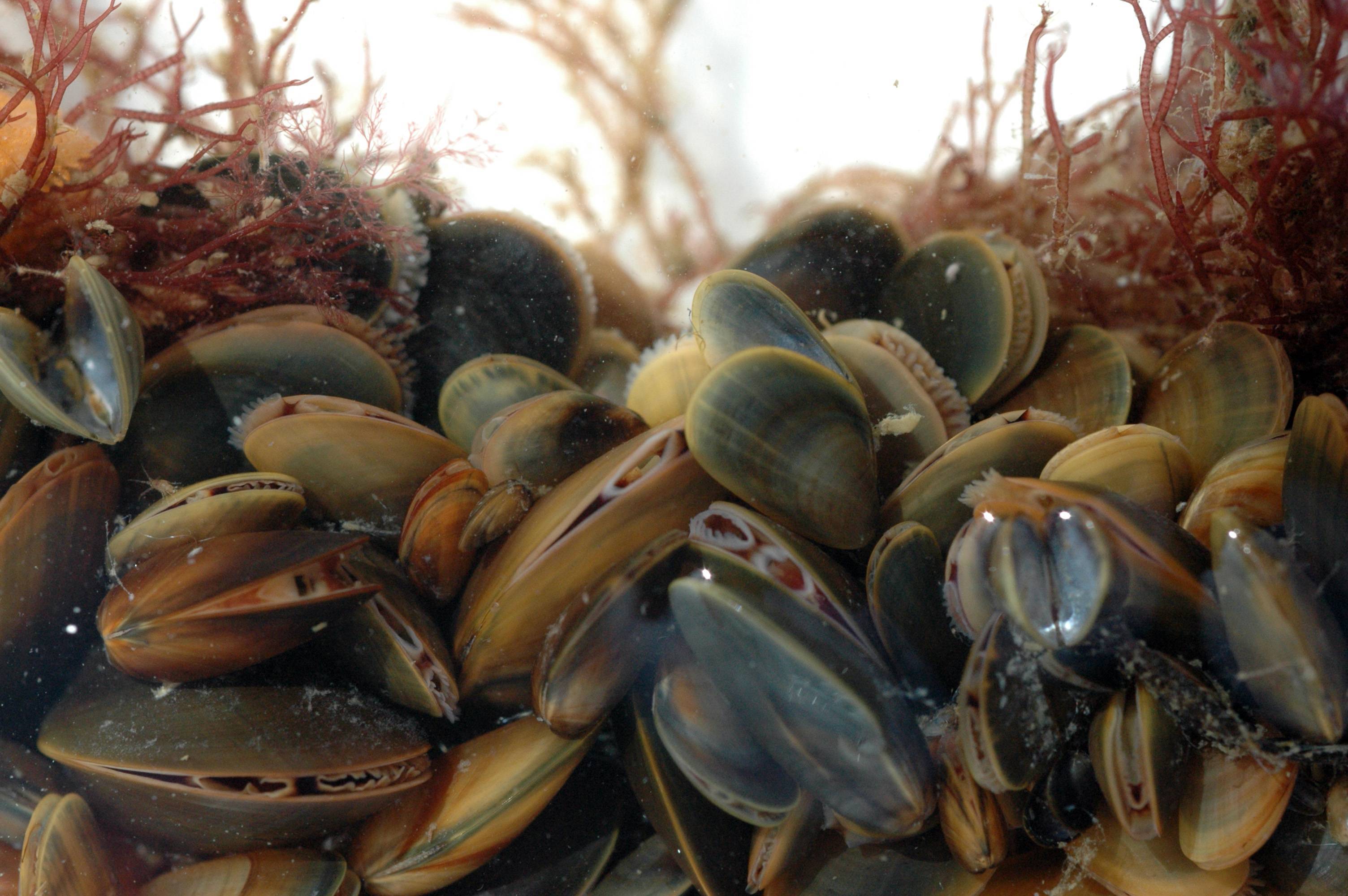 Двустворчатые моллюски — придонные фильтры