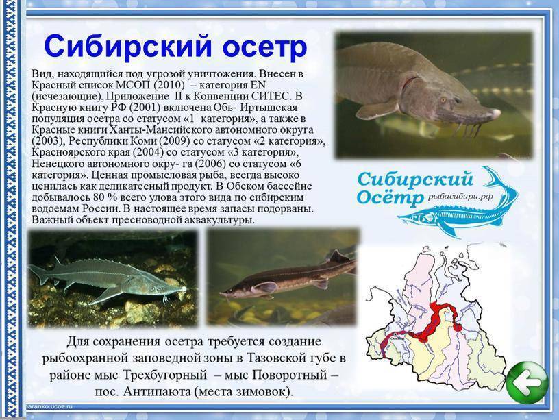 Виды семейства и места обитания осетра
