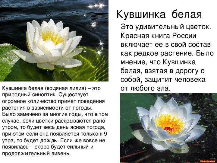 Кубышка желтая (желтая водяная лилия) : описание :: syl.ru
