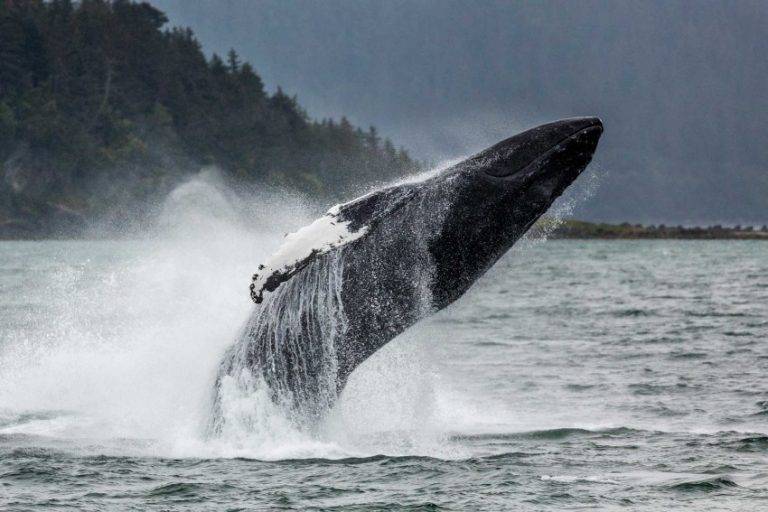 Самый большой кит сколько весит? интересные факты о китах