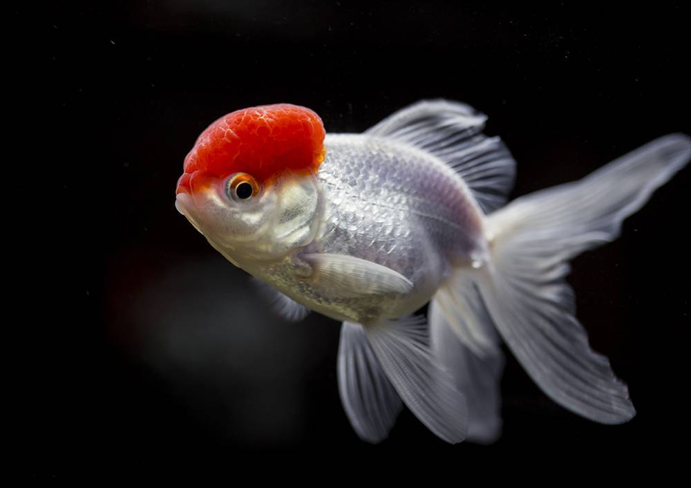 Золотые рыбки: описание, содержание, виды, уход, размножение, фото, видео | блог аквариумиста