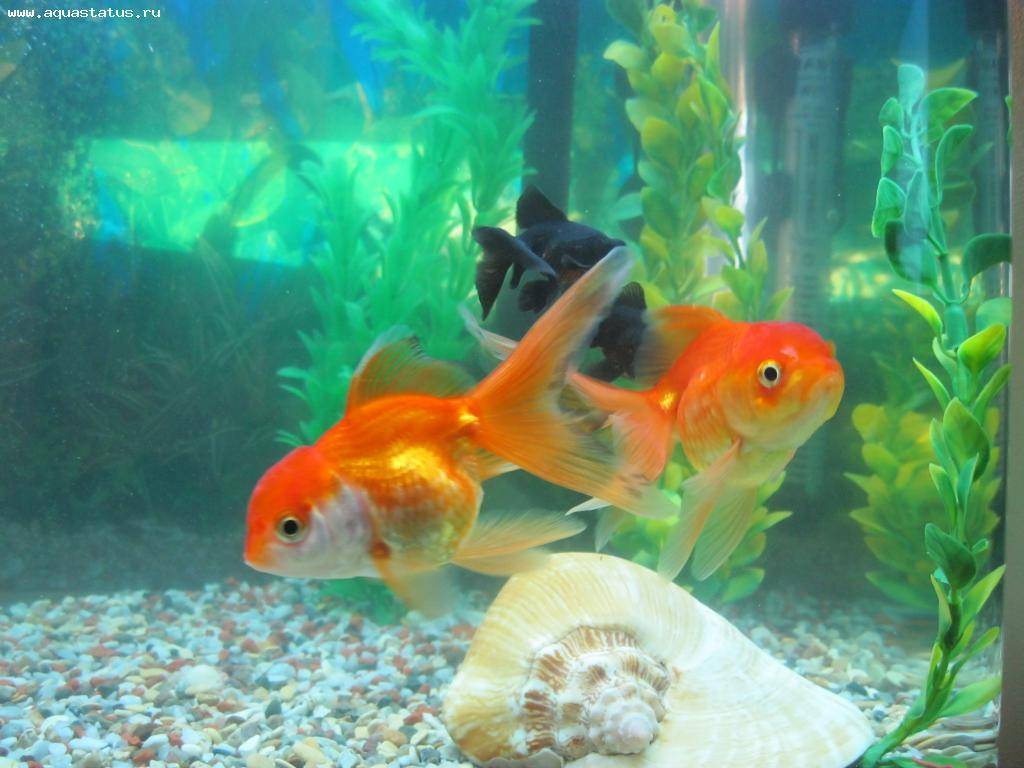 Золотая рыбка: уход,содержание,разведение,совместимость,описание. | аквариумные рыбки