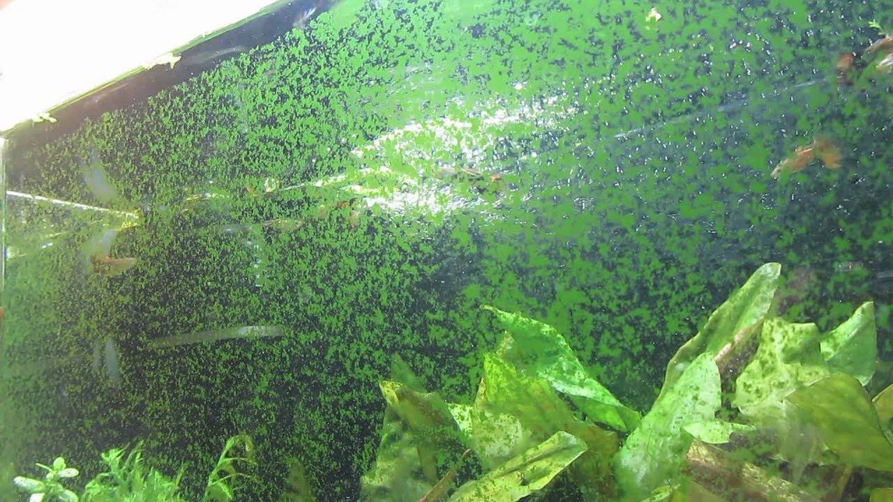 Зелень на стенках аквариума и борьба с ней
