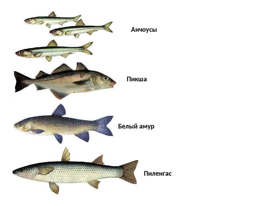 Рыба осетровых пород перечень фото и название
