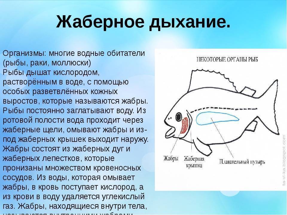 Дыхание рыб схема