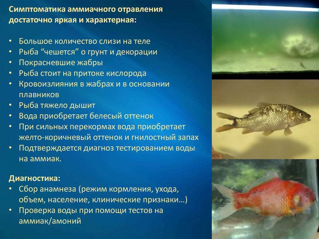 Отравление рыбой: симптомы, причины, лечение