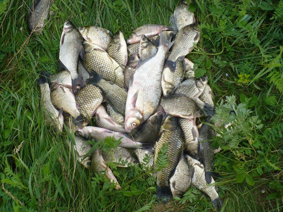 Рыбалка на озере великое в рязанской области - поясняем вопрос