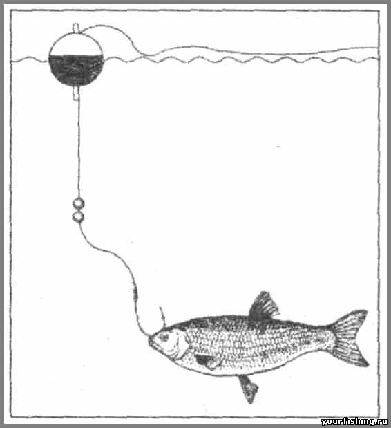 Щука на поплавочную. Поплавочная снасть на щуку на живца. Снасть для ловли щуки на живца с поплавком. Снасть на щуку на живца с поплавком с берега. Снасть для ловли щуки на живца с поплавком с берега.