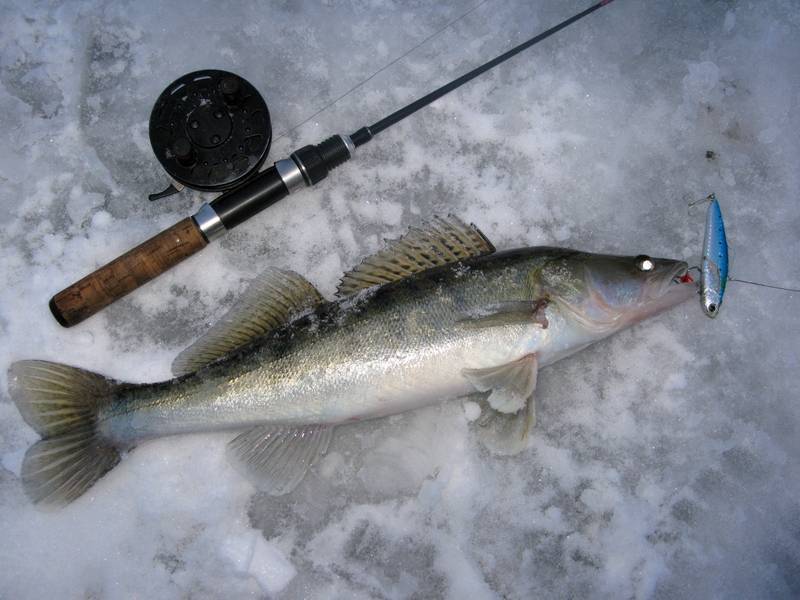 Рейтинг лучших ратлин для зимней рыбалки на судака