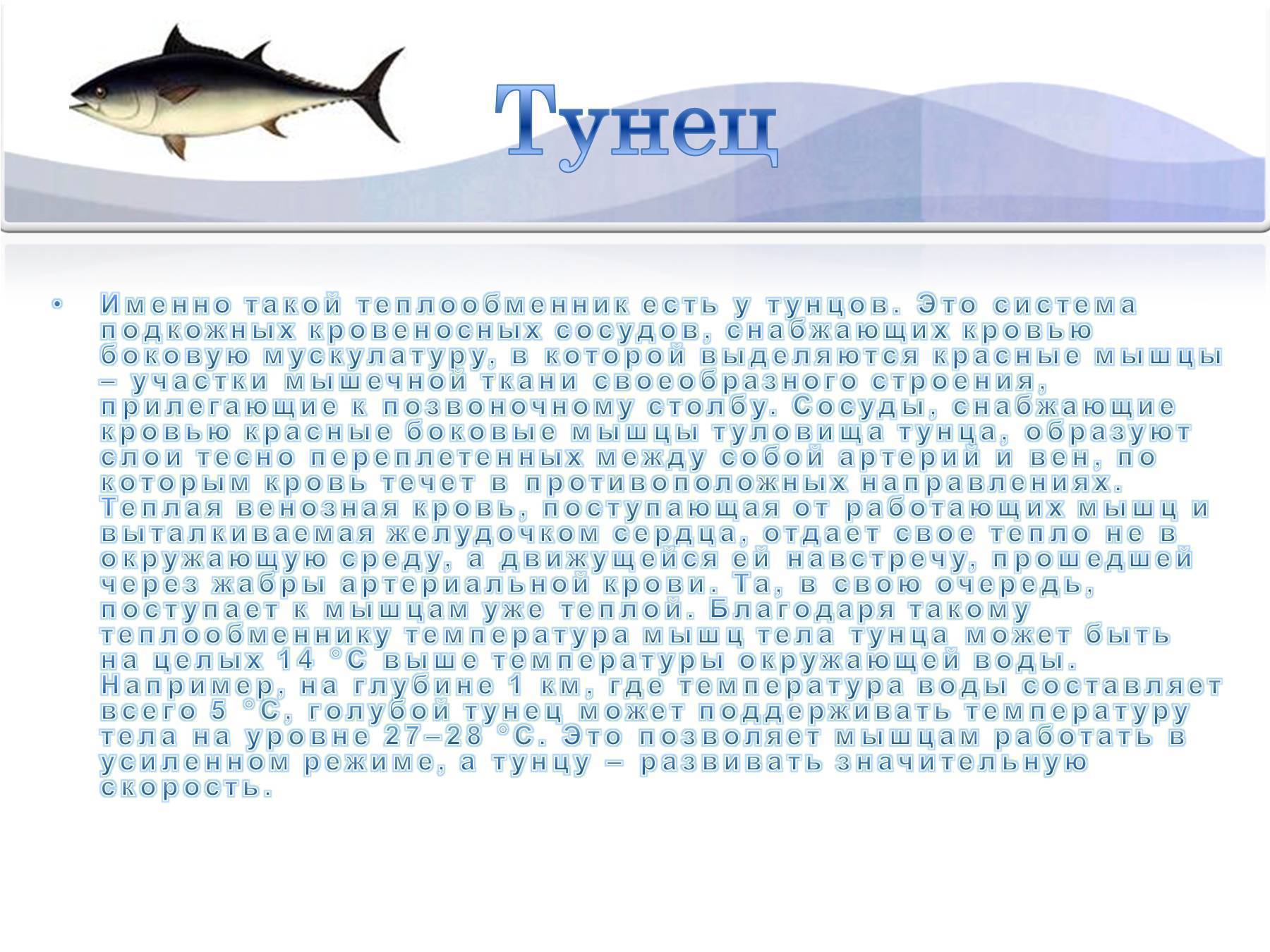Свежее и консервированное мясо тунца: польза и вред для организма, калорийность, рецепты приготовления