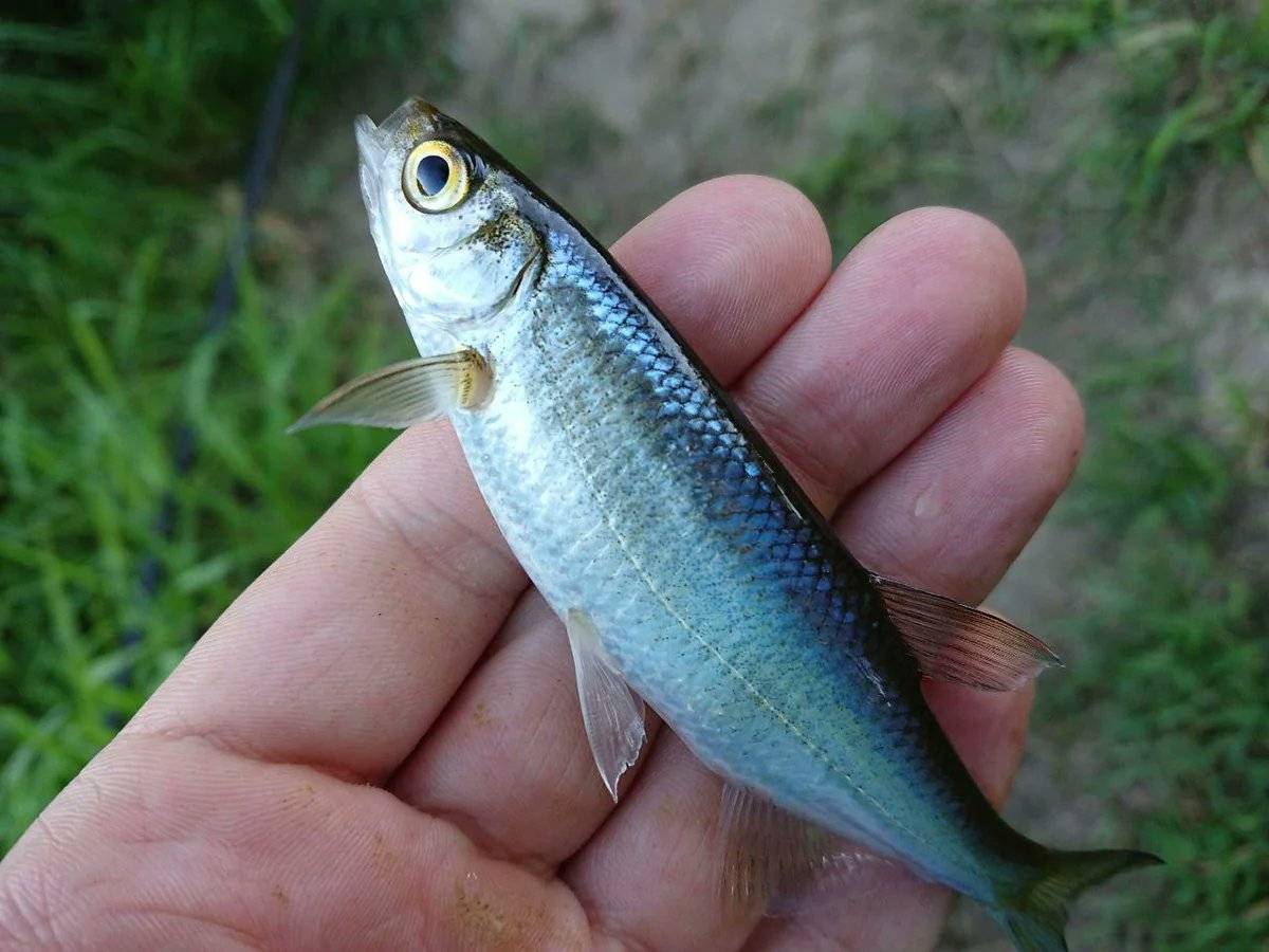 Ловля верхоплавки: описание рыбы, особенности поведения, как поймать