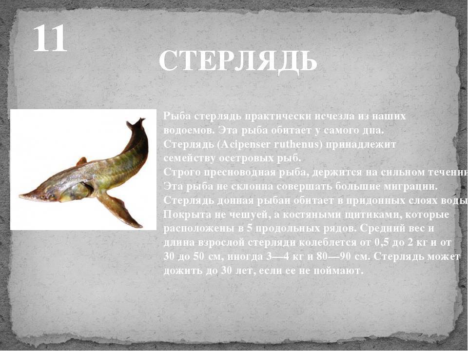 Рыба стерлядь – царская рыба: описание, подвиды, способы её ловли