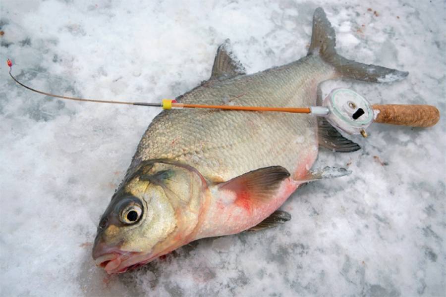 Ловля леща зимой: фото, необычные насадки для рыбалки, на что поймать крупную добычу со льда, в глухозимье, в палатке, на водохранилище, как это сделать в феврале?