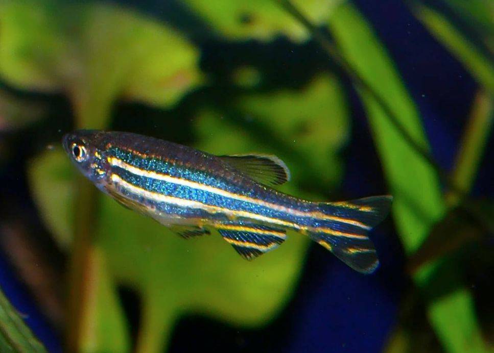 Размножение данио: в каких условиях плодятся аквариумные рыбки
