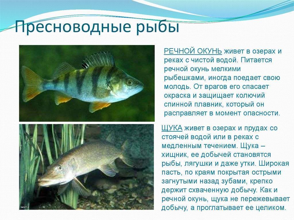 Болезни аквариумных рыбок: симптомы, лечение.