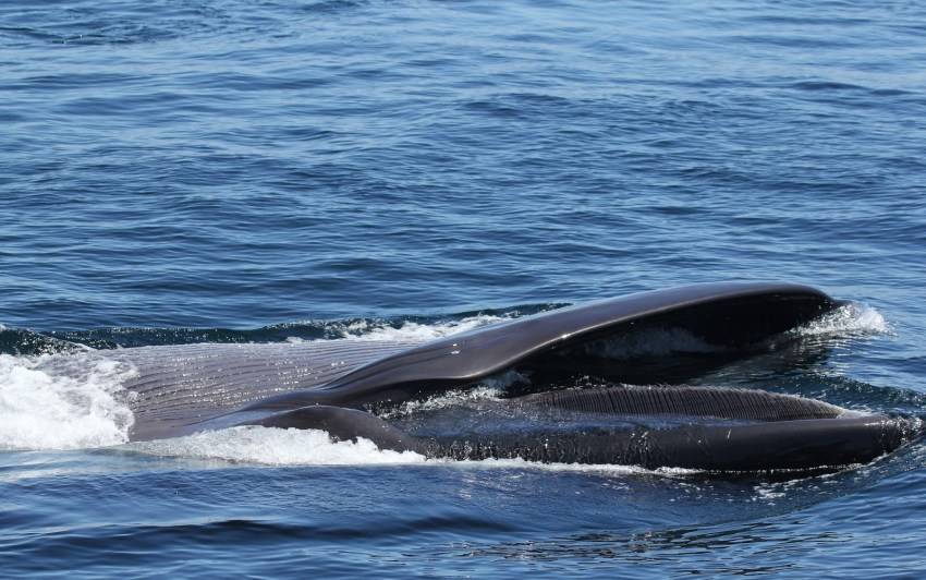 Самые распространённые виды китов (20 китообразных планеты)