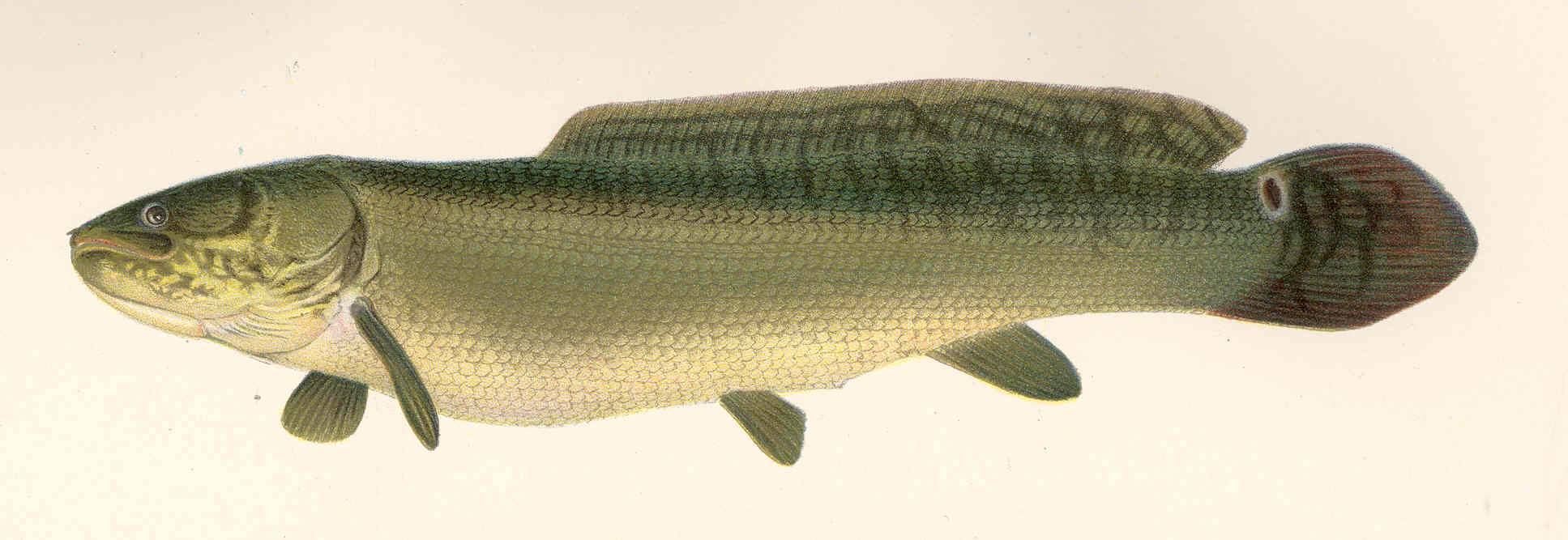 Рыба голец: фото, польза и вред, где водится, описание и разновидности
