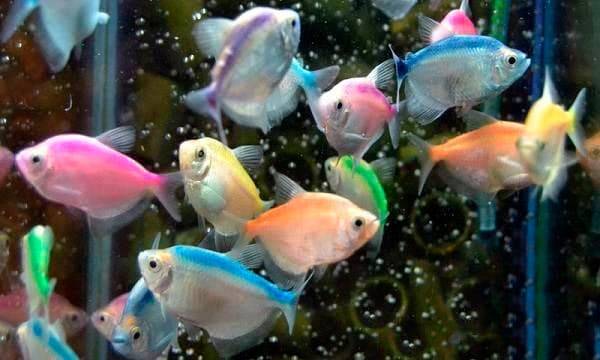 Тернеция: содержание и уход, фото и совместимость с другими рыбами - zverki.click - домашние животные