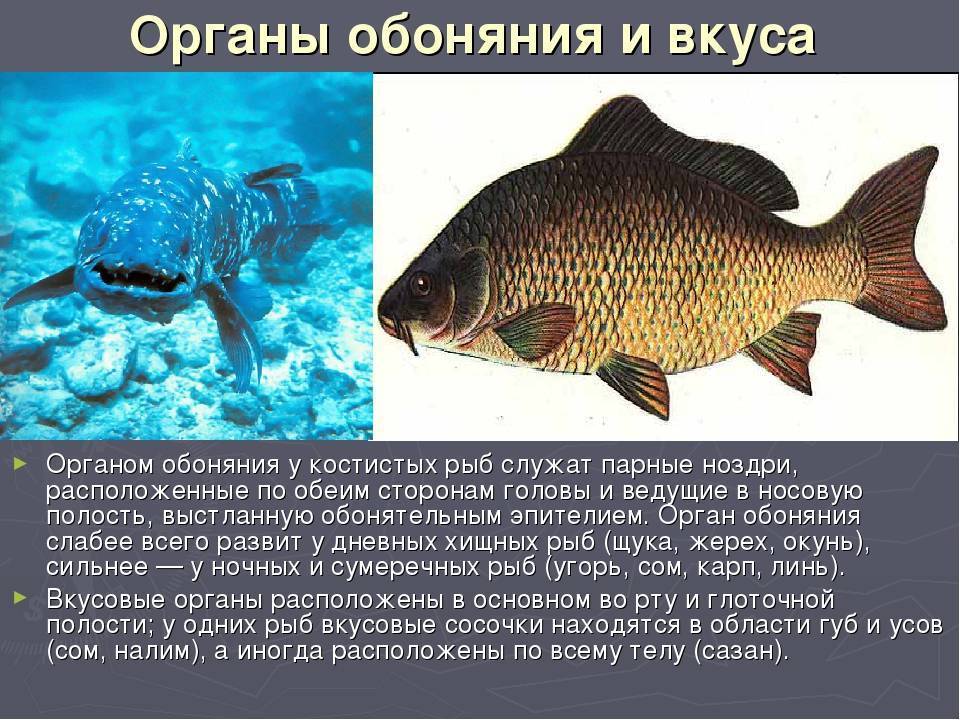Органы чувств у рыб: описание, особенности, факты
